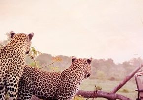 Latam Pass Millas Sudafrica Junio 2019 Selva Safari 1